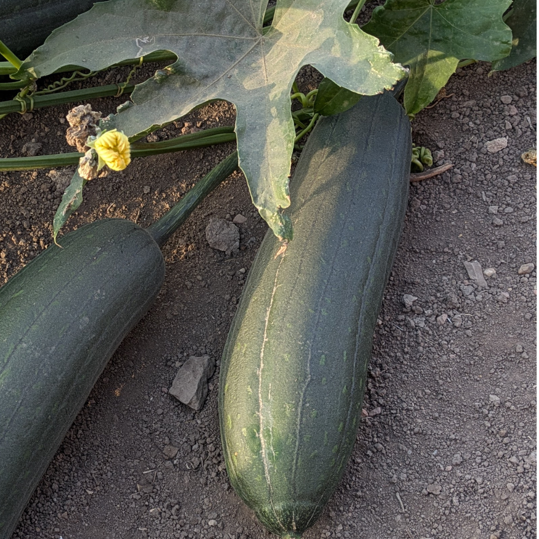 Die Geschichte der Luffa: Von der Pflanze zum nachhaltigen Alltagsbegleiter