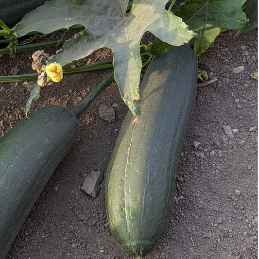 Die Geschichte der Luffa: Von der Pflanze zum nachhaltigen Alltagsbegleiter