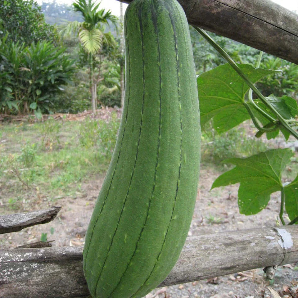 Luffa Gurke anbauen: So gelingt dir der Schwamm-Kürbis im eigenen Garten