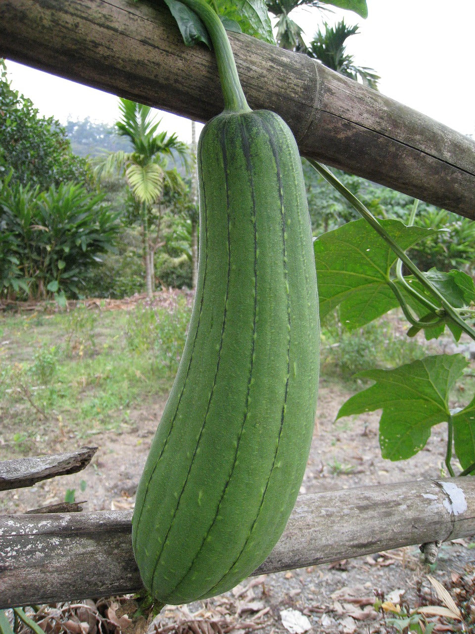 Foto Loofah Gurke/Kürbis: Natürliche Reinigung für Ihre Haut. Entdecken Sie die vielseitigen Anwendungsmöglichkeiten dieses erfrischenden und umweltfreundlichen Materials. Luffa Lufa Loffa Lofa